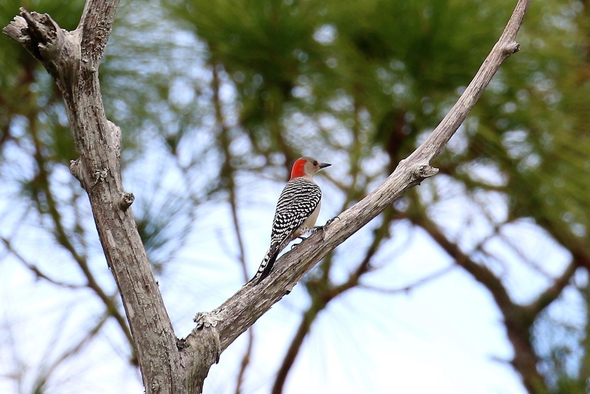 Red-bellied Woodpecker - ML45131491