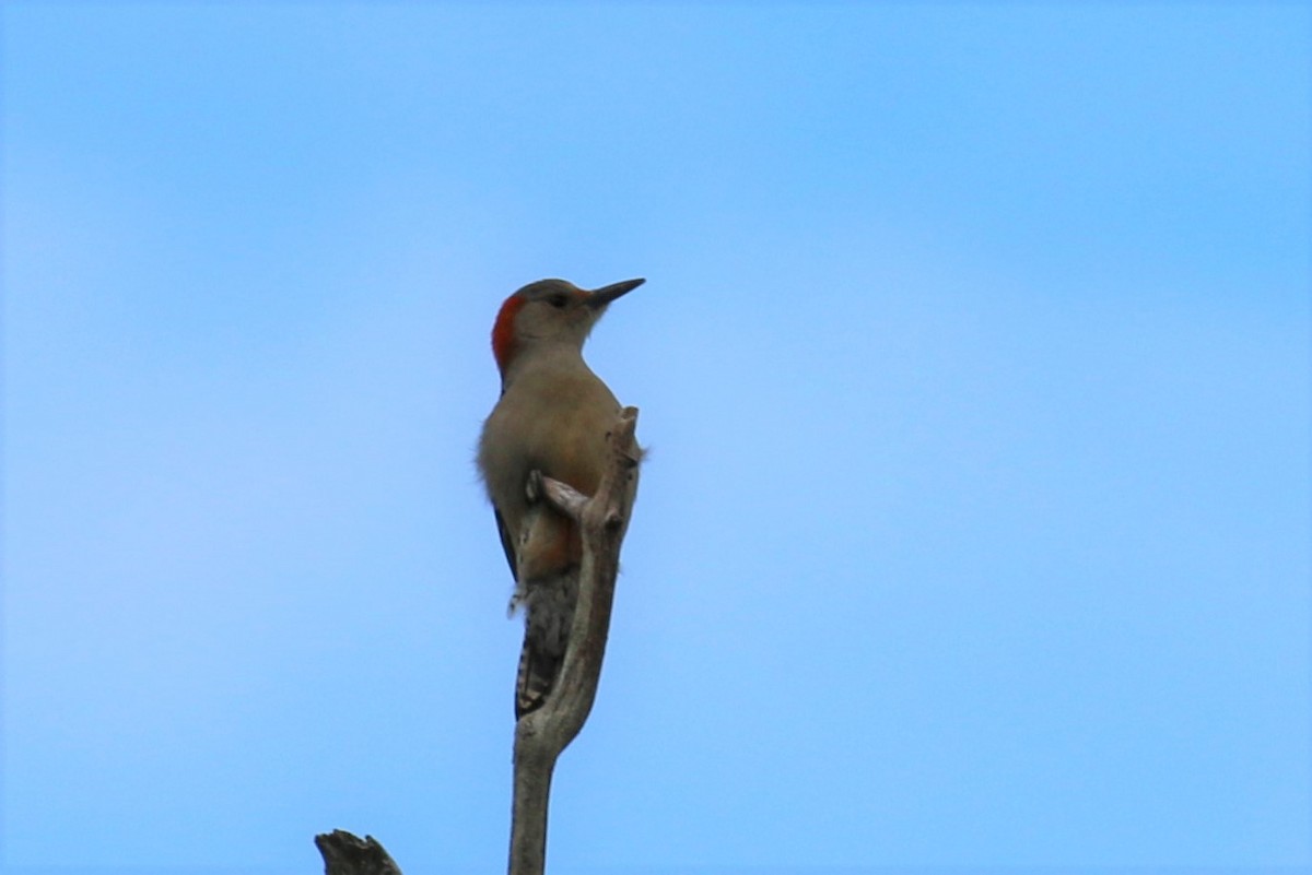 Red-bellied Woodpecker - Mary Harrell