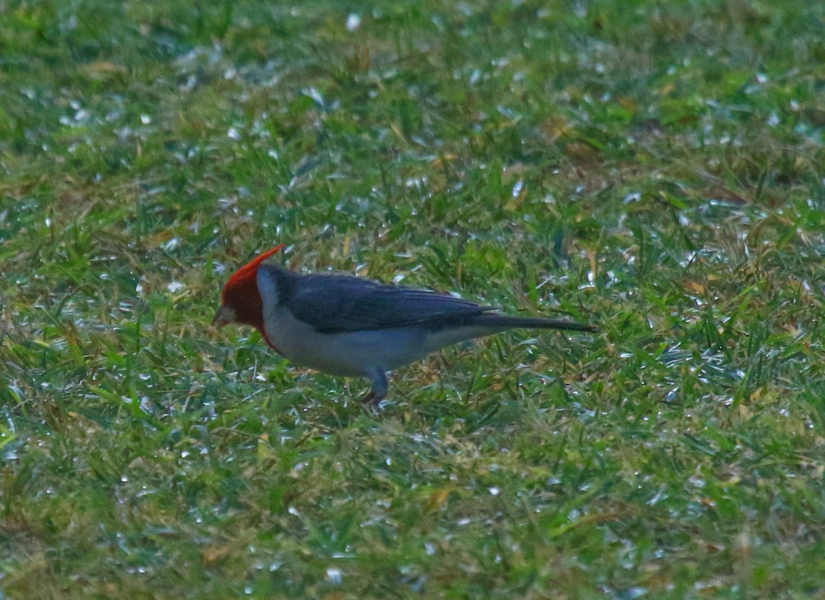 Red-crested Cardinal - ML45131641