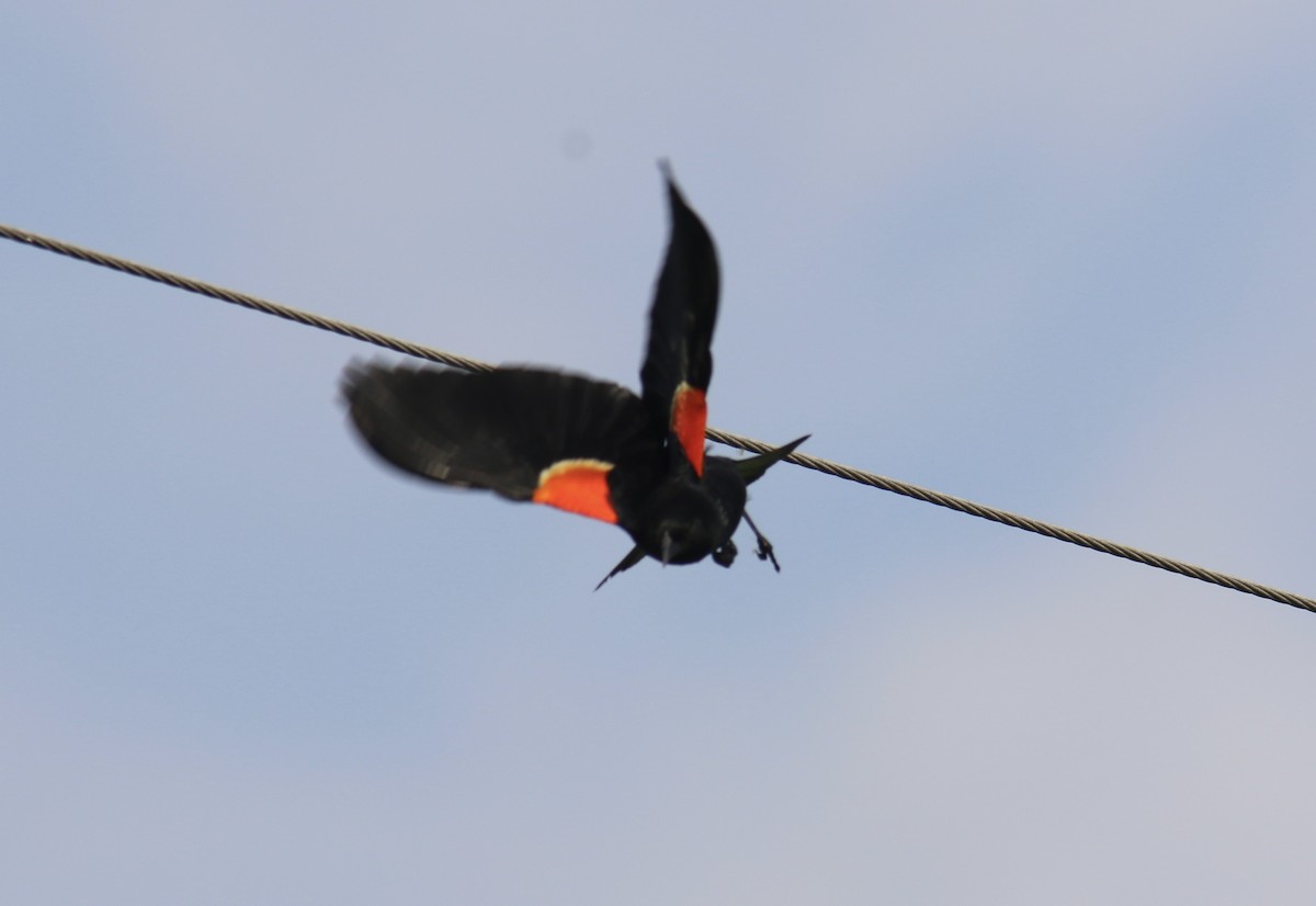 Red-winged Blackbird - ML451322211