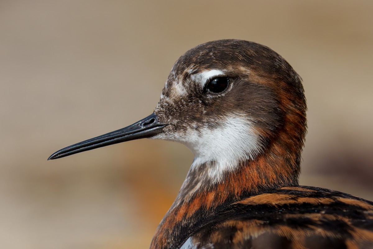 Phalarope à bec étroit - ML451326371