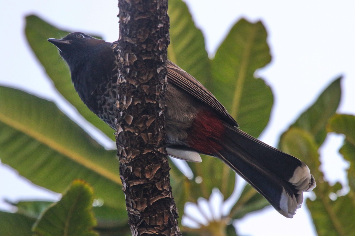 Red-vented Bulbul - ML45132831