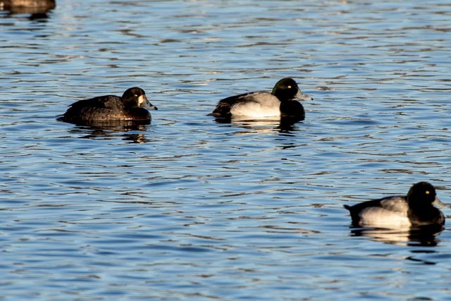 Greater Scaup - ML45132901