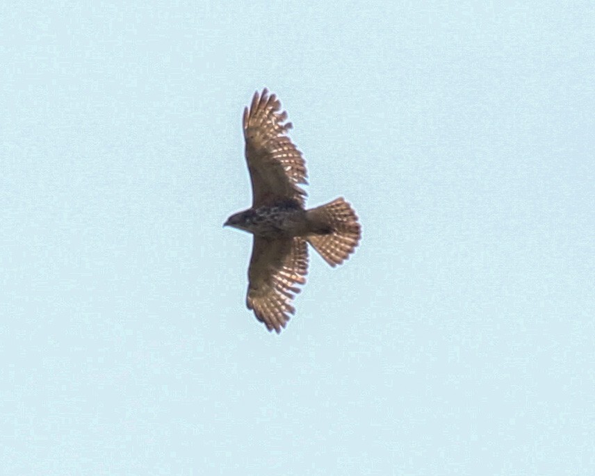 Broad-winged Hawk - ML451332361