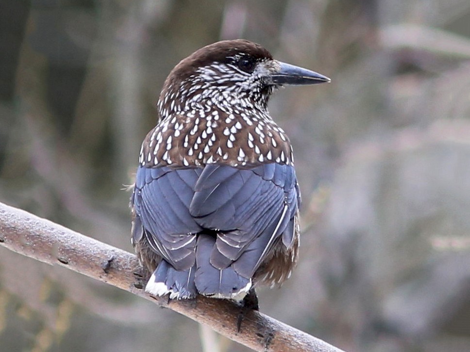 Eurasian Nutcracker eBird
