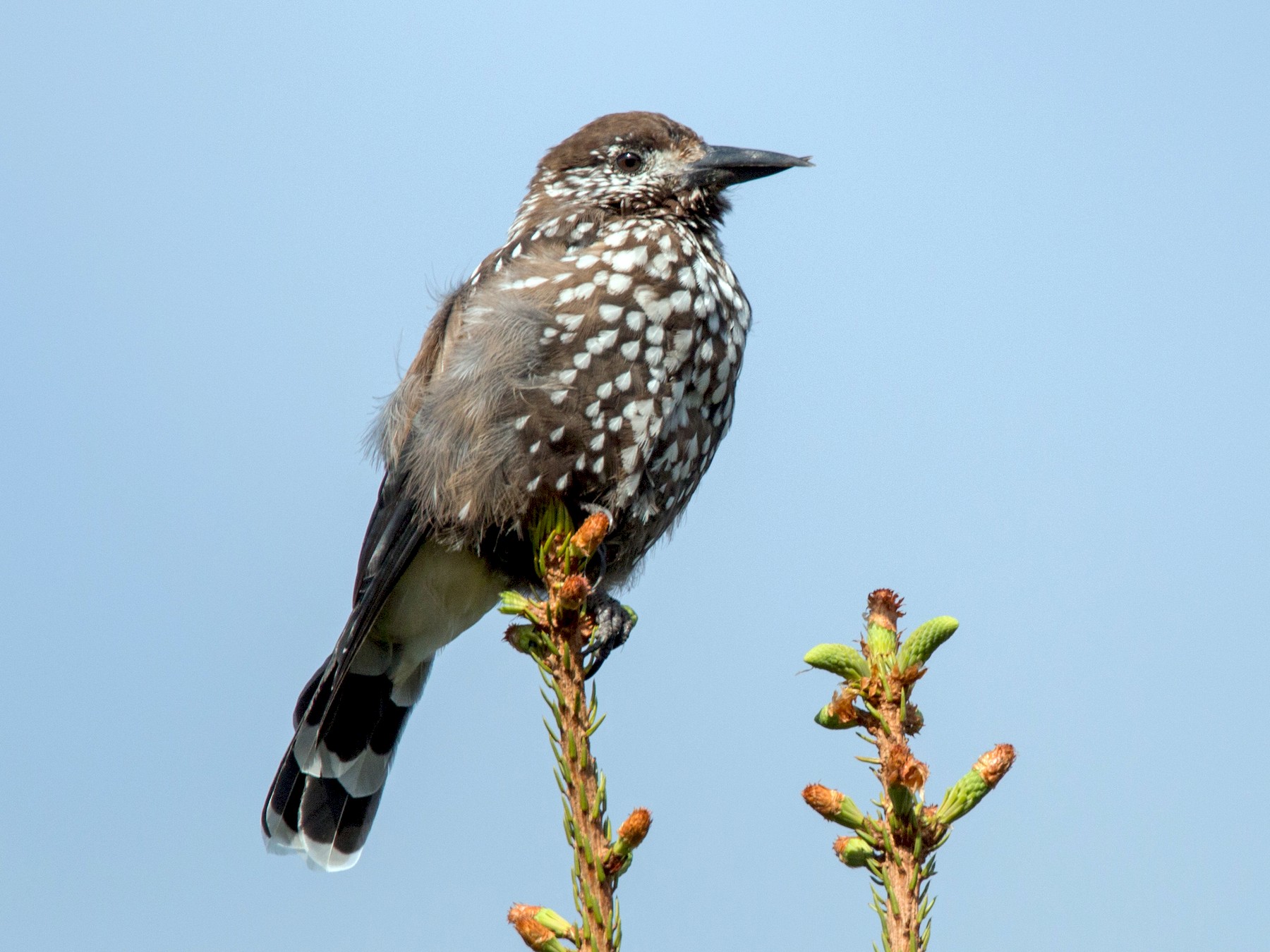 Eurasian Nutcracker - Ian Davies