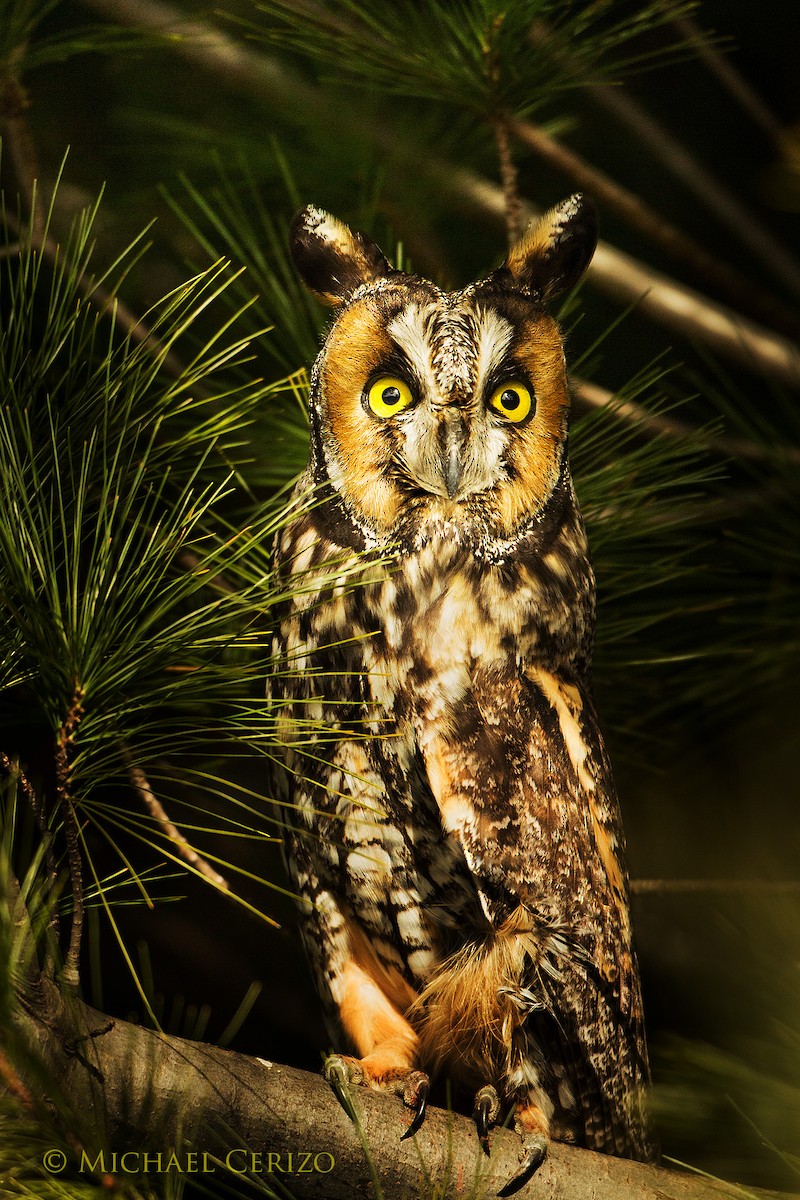 Long-eared Owl - Michael Cerizo