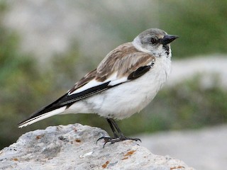 White Winged Snowfinch Montifringilla Nivalis Birds Of The World