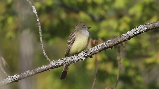 Great Crested Flycatcher - ML451342291