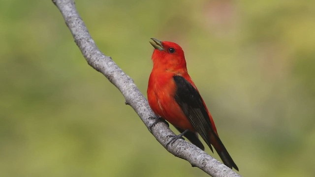 Scarlet Tanager - ML451342501