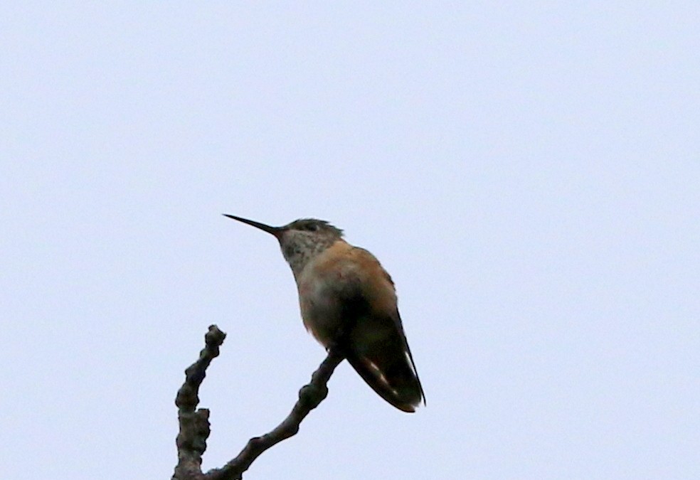 Rufous Hummingbird - ML451344841