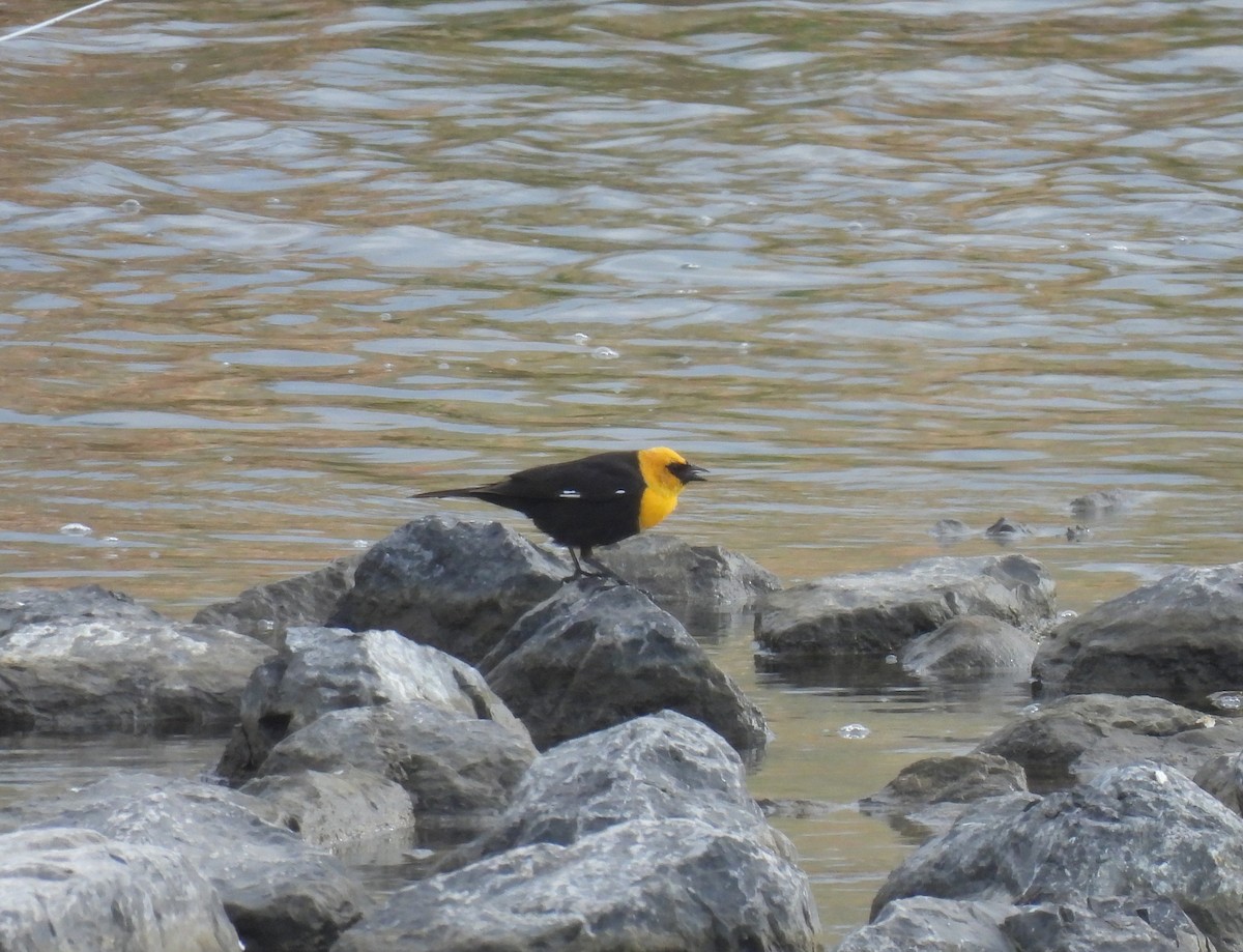 Yellow-headed Blackbird - ML451345291