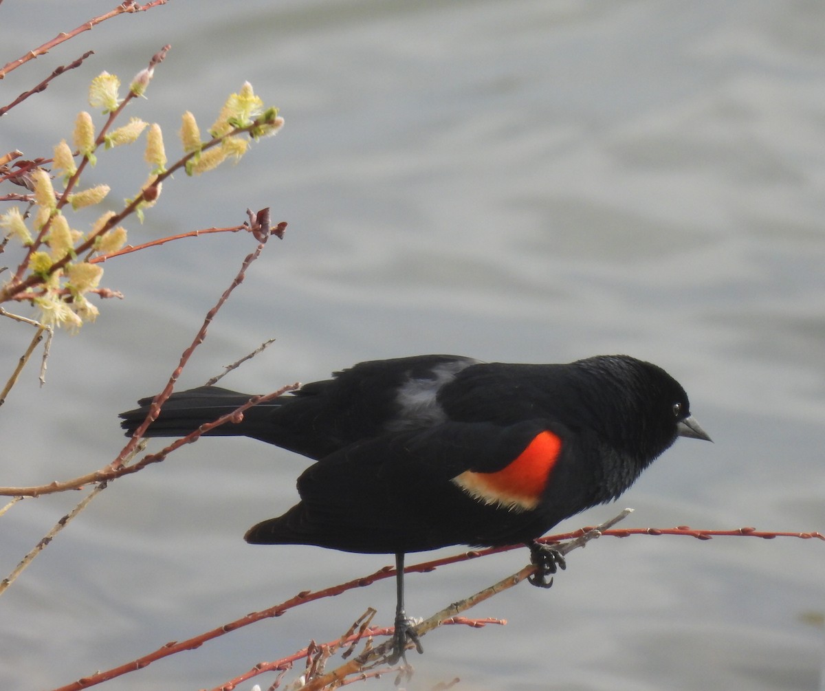 Red-winged Blackbird - ML451345501