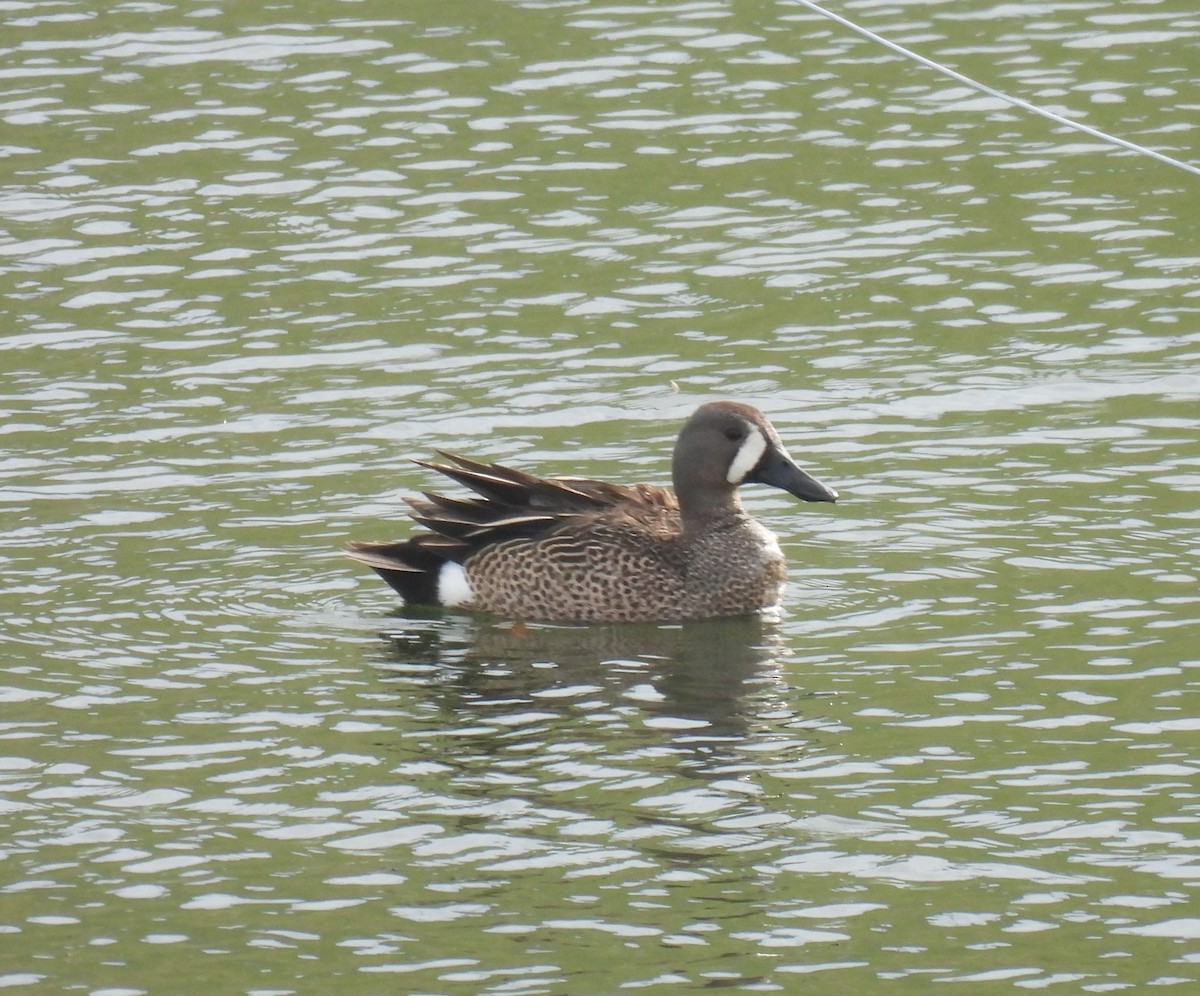 Blue-winged Teal - ML451345591