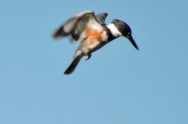 Belted Kingfisher - ML45134601