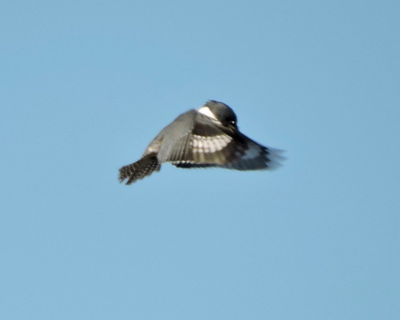 Belted Kingfisher - ML45134611