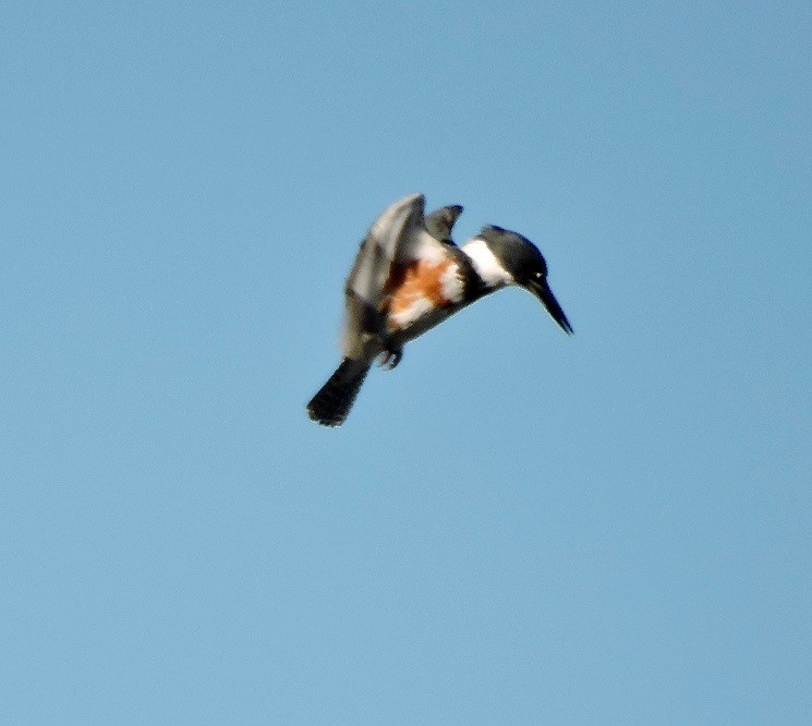 Belted Kingfisher - ML45134621