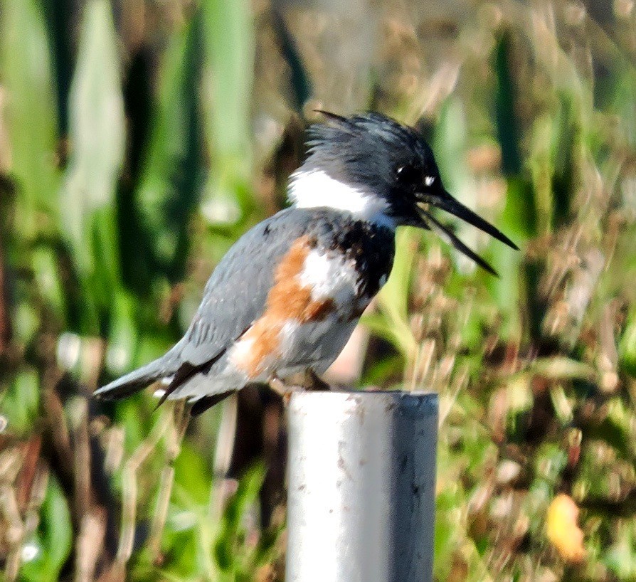 Belted Kingfisher - ML45134641