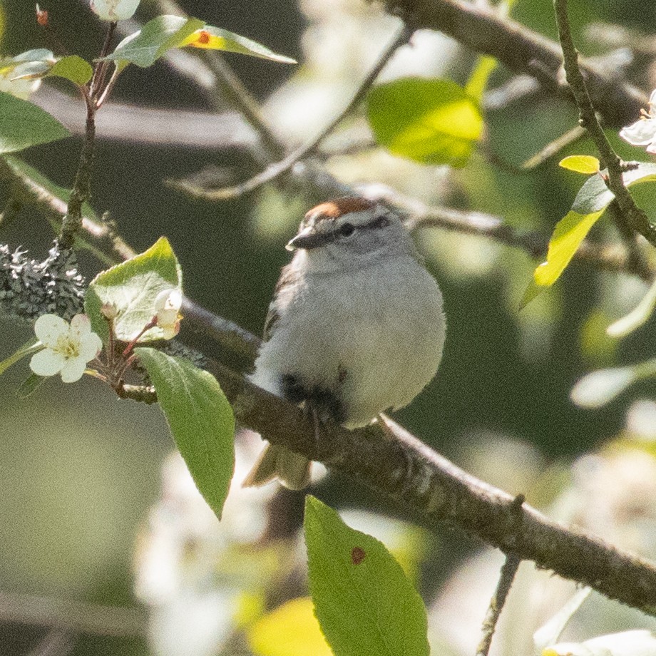 Chipping Sparrow - ML451354211