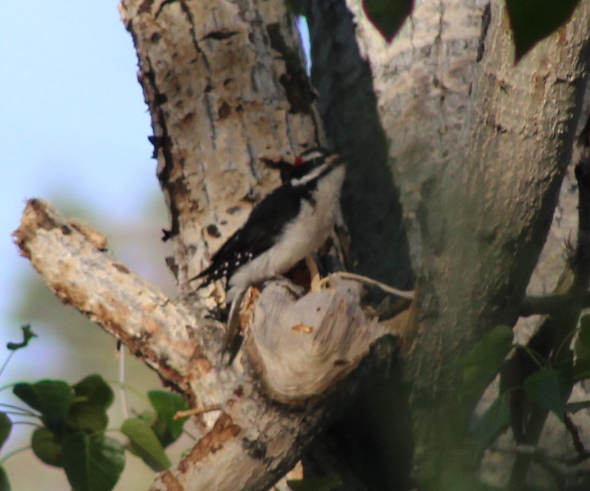 Hairy Woodpecker - ML451360041