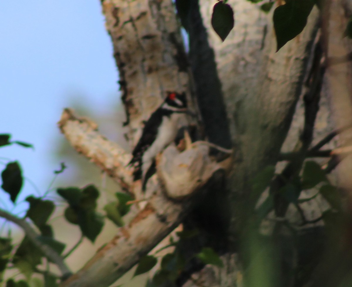 Hairy Woodpecker - ML451360081