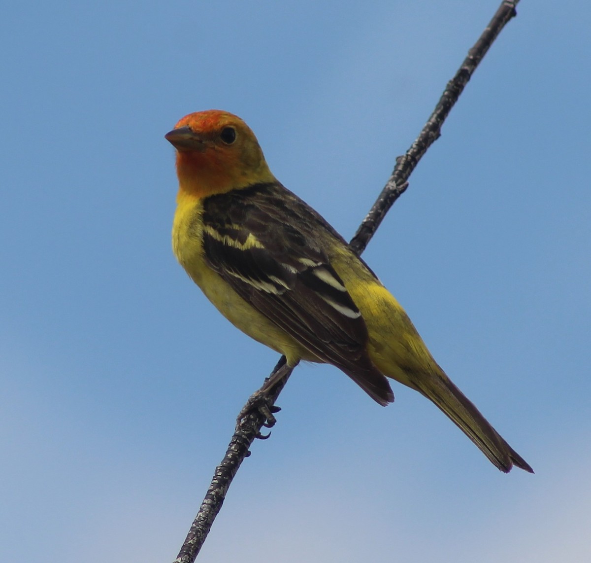 Western Tanager - ML451360531