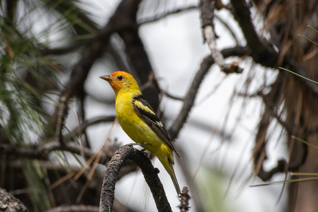 Western Tanager at Osoyoos--Road 22 and dykes (general) by Chris McDonald