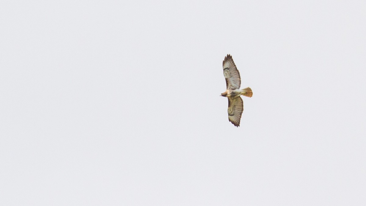 Red-tailed Hawk (umbrinus) - ML451362561