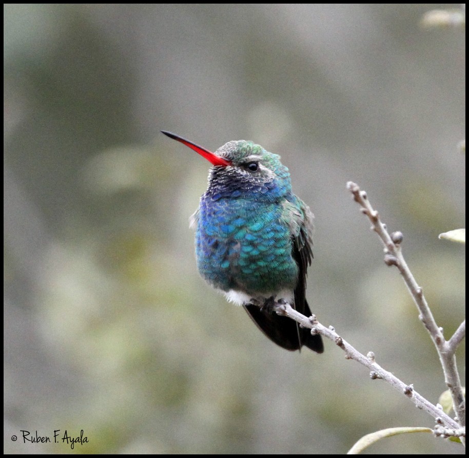 Broad-billed Hummingbird - Ruben Ayala