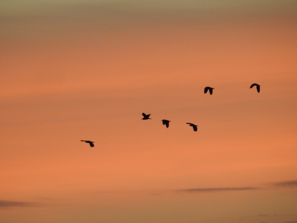 Black-crowned Night Heron - Andy McGivern