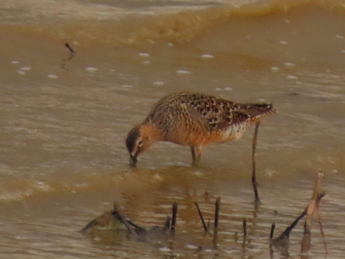 Long-billed Dowitcher - ML451365281