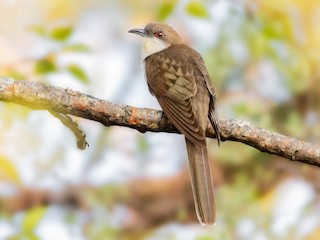  - Black-billed Cuckoo