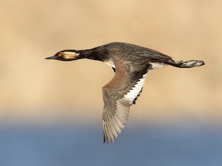  - Eared Grebe