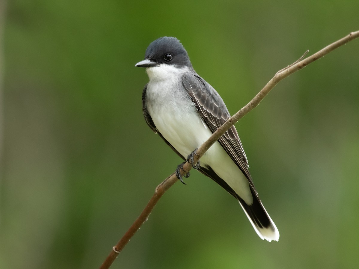 Eastern Kingbird - Tyrannus tyrannus - Birds of the World