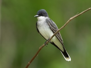  - Eastern Kingbird