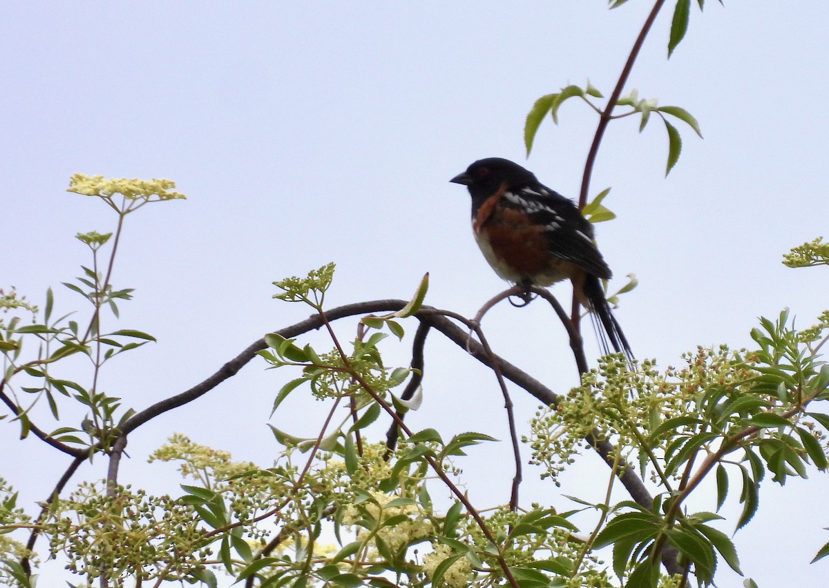 Spotted Towhee - ML451366071