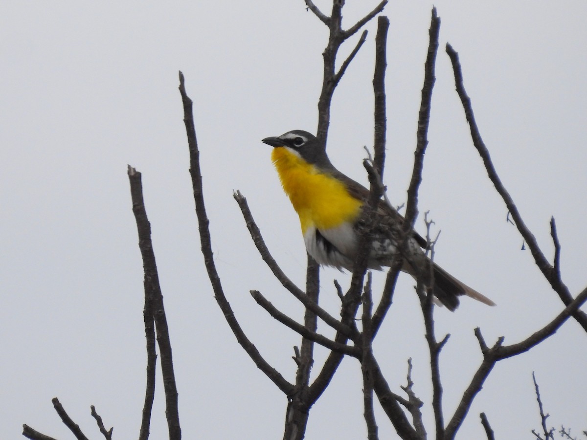 Yellow-breasted Chat - ML451366591