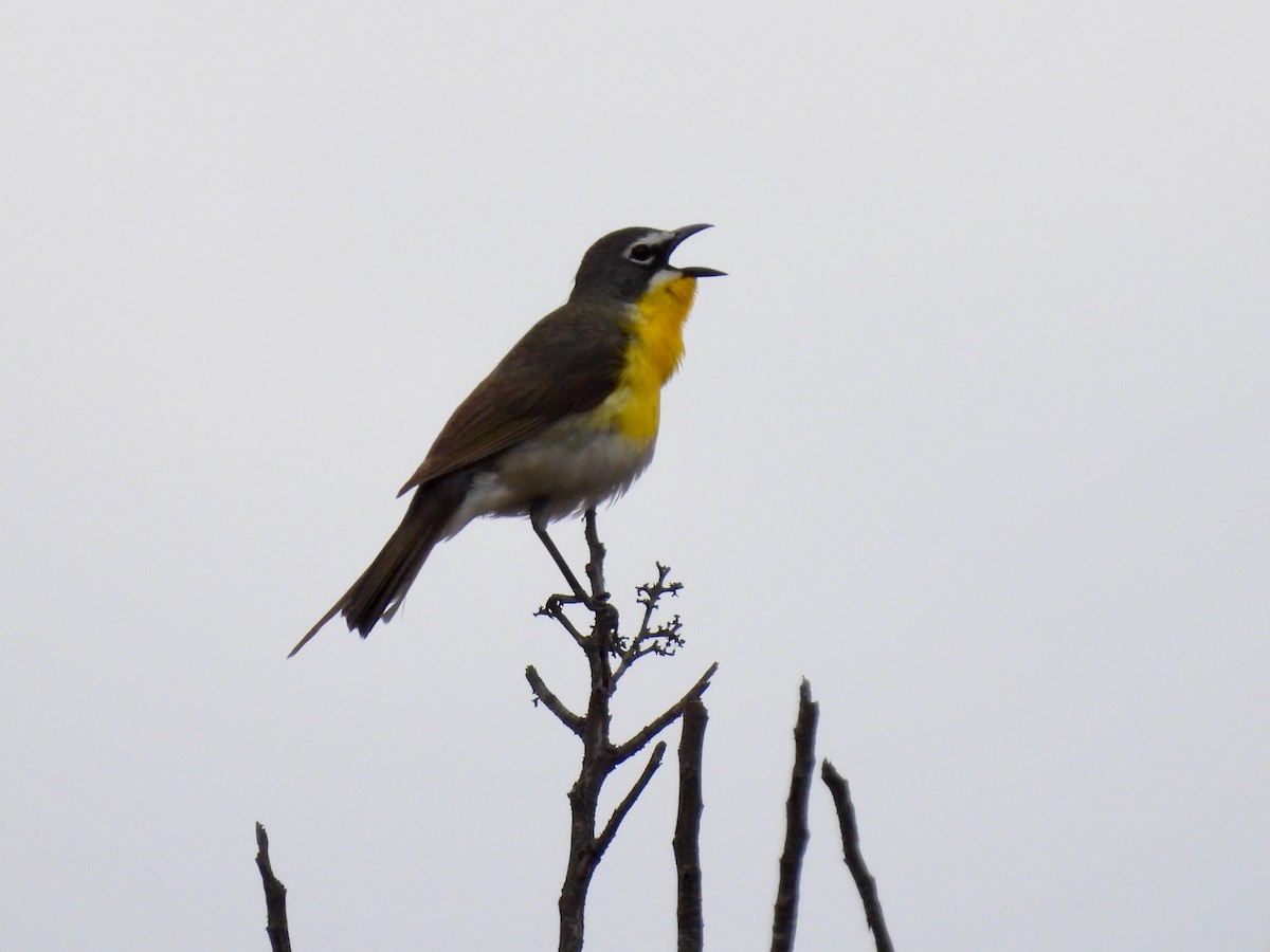 Yellow-breasted Chat - ML451366611