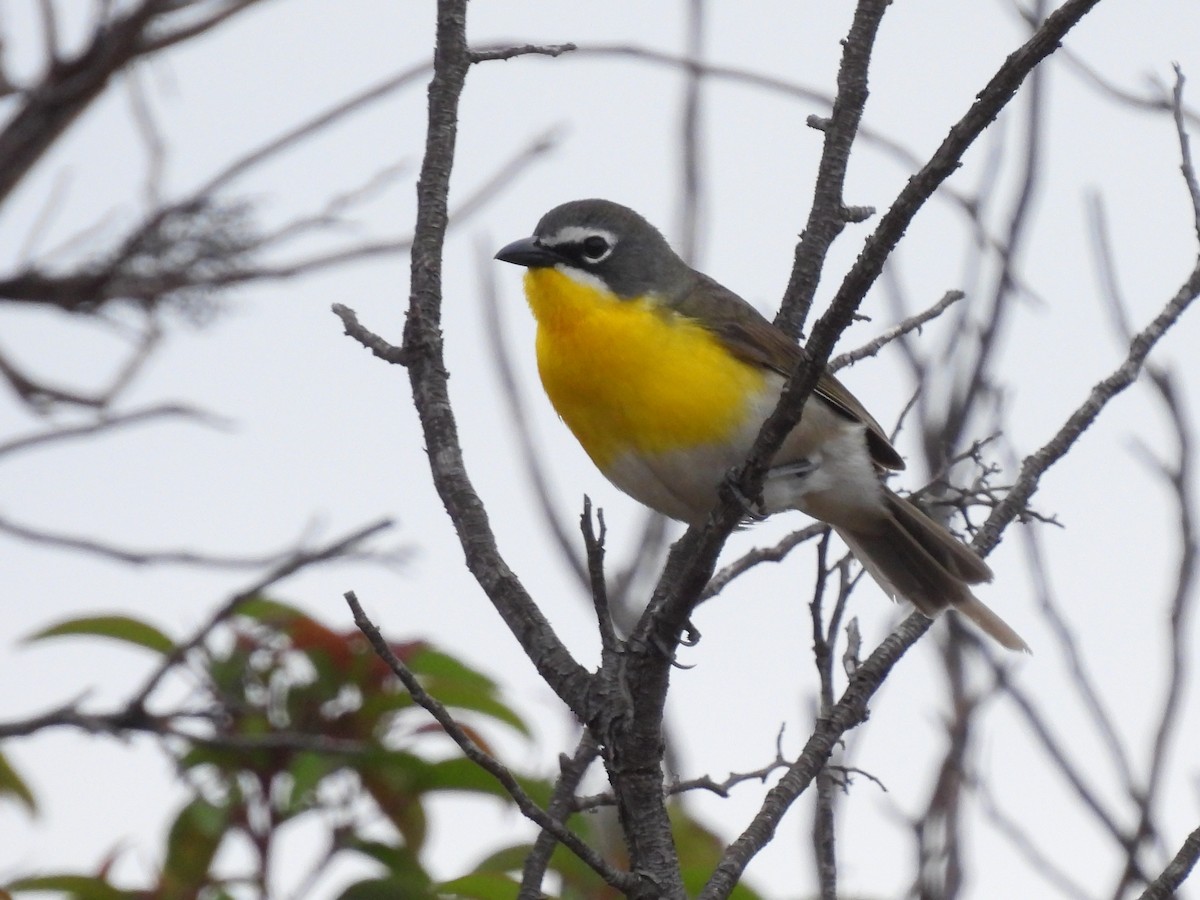 Yellow-breasted Chat - ML451366791