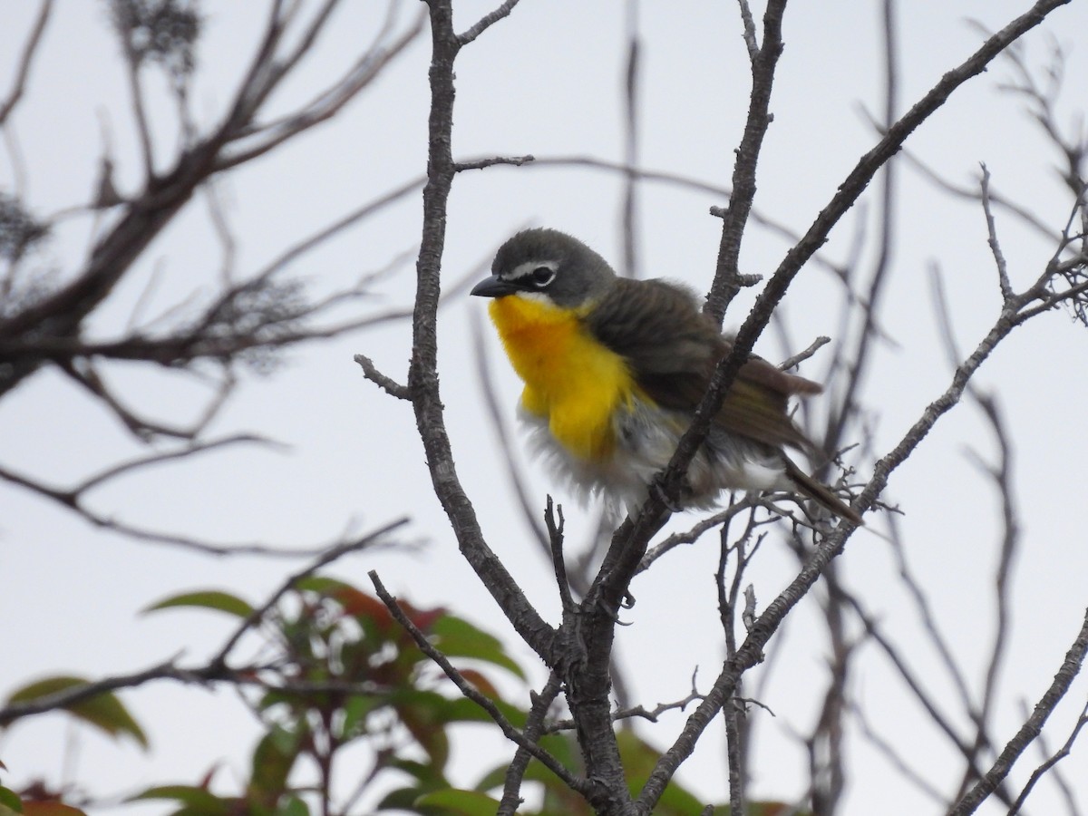 Yellow-breasted Chat - ML451366801