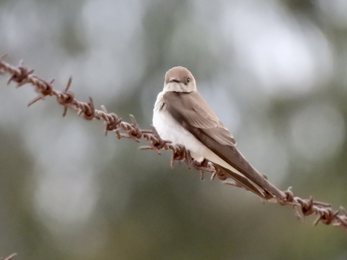 Northern Rough-winged Swallow - Martha Wild