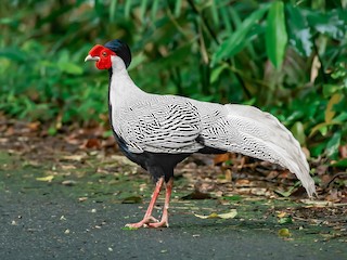  - Silver Pheasant