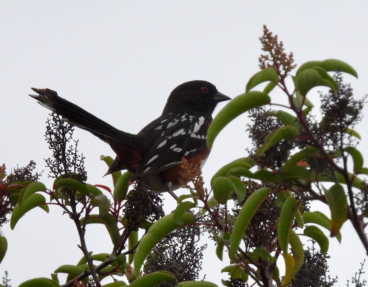 Spotted Towhee - ML451367881