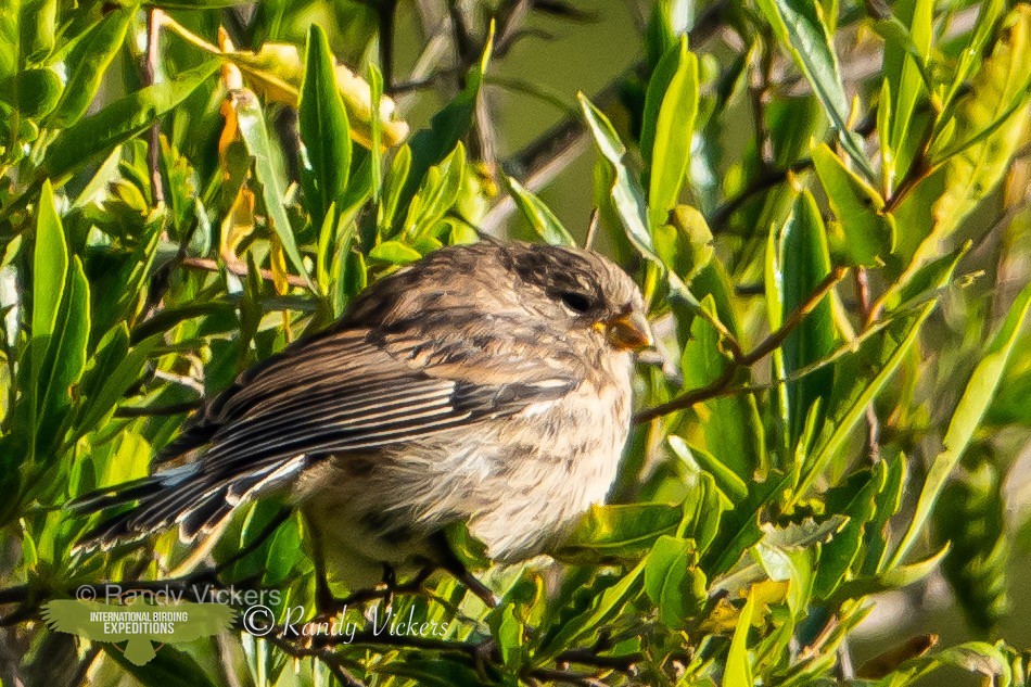 Band-tailed Seedeater - ML451367911