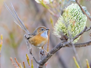  - Southern Emuwren