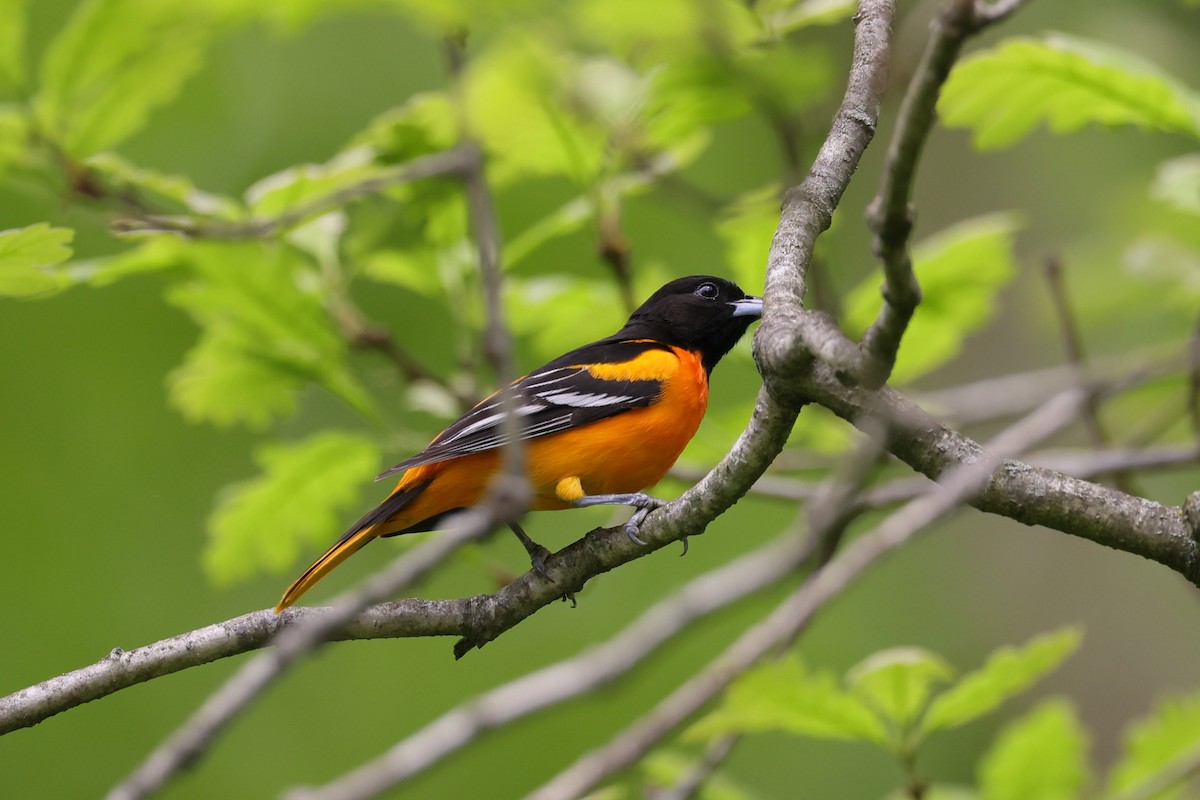 Baltimore Oriole - Chris Kennelly