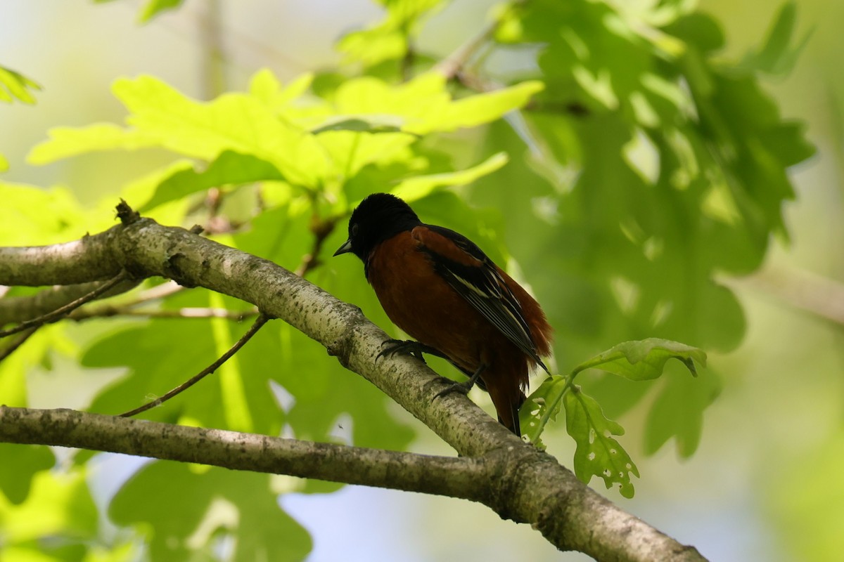 Orchard Oriole - ML451369411