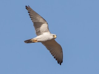  - Gray Falcon