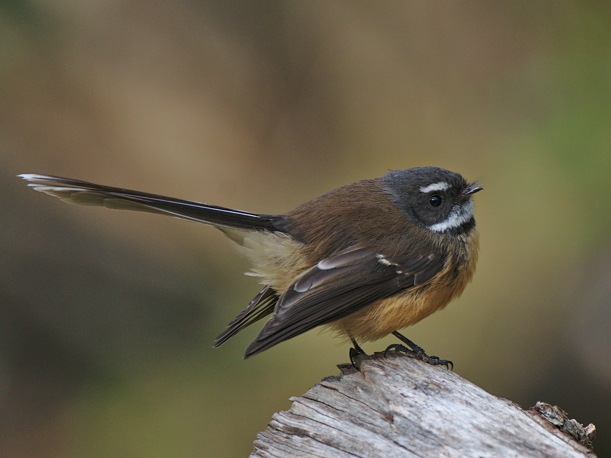 New Zealand Fantail - Rhipidura fuliginosa - Birds of the World