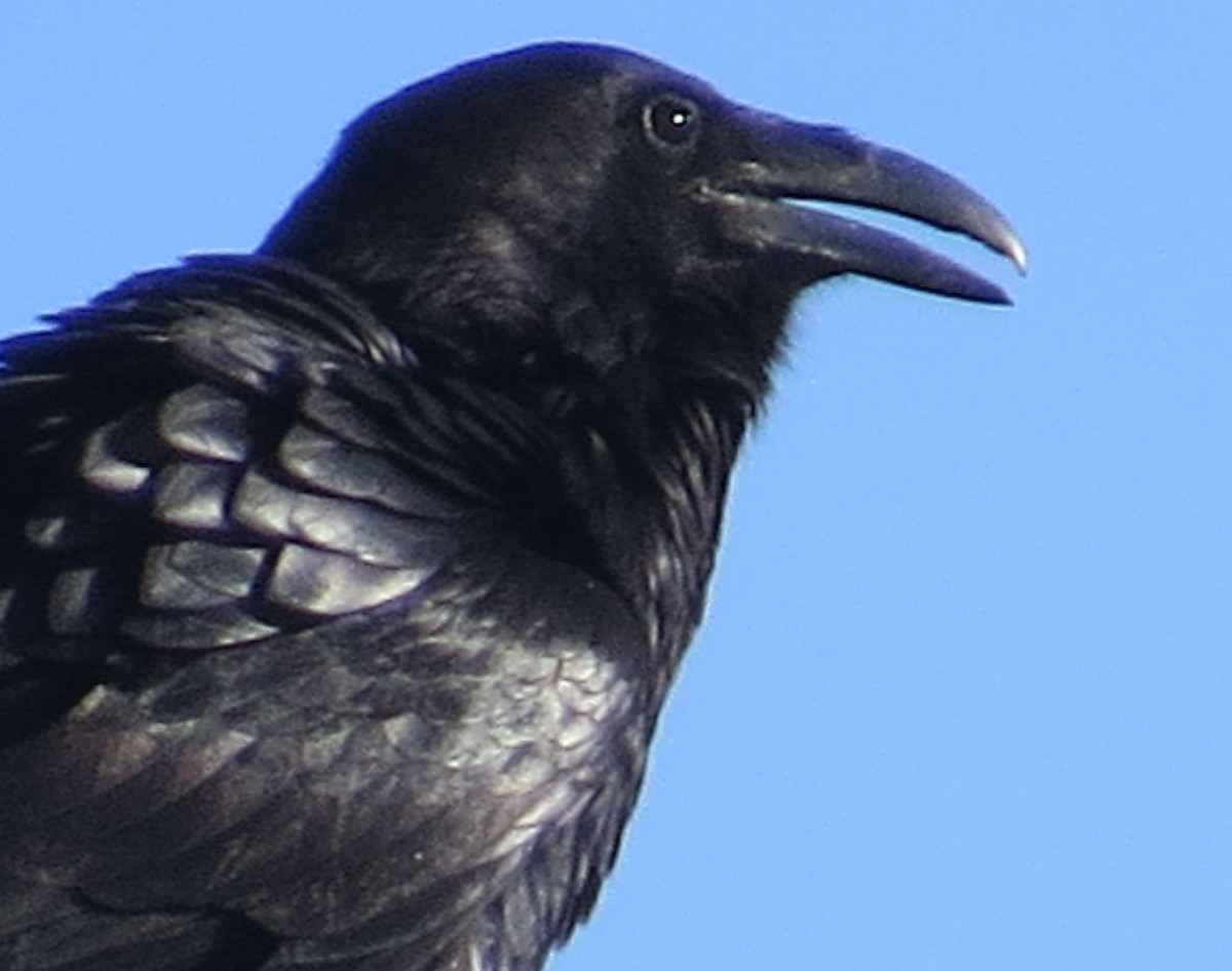 Common Raven - Susan Patla
